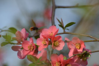 Osmia cornuta femmina su Chaenomeles japonica
