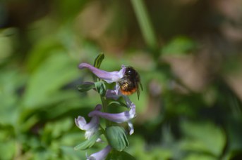 Osmia cornuta femmina su Corydalis cava