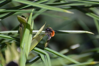 Osmia cornuta femmina su Hermodactylus tuberosus