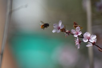 Osmia cornuta femmina su Prunus cerasifera