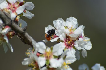 Osmia cornuta femmina su Prunus dulcis