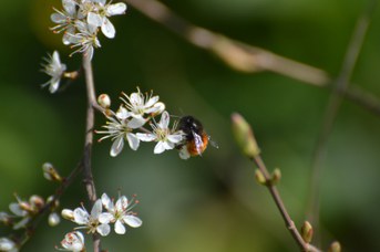 Osmia cornuta femmina su Prunus spinosa