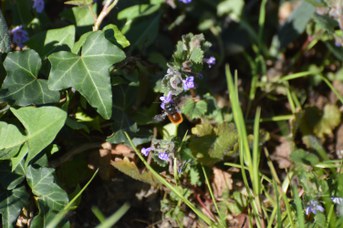 Osmia cornuta maschio su Glechoma hederacea