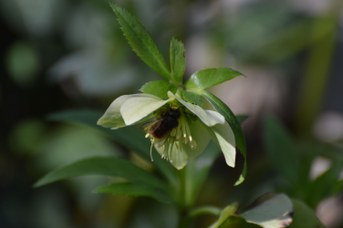 Osmia cornuta maschio su Helleborus viridis