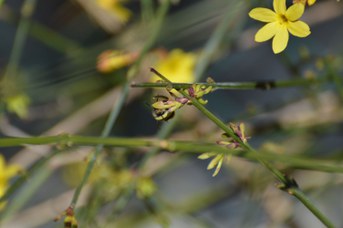 Osmia cornuta maschio su Jasminum nudiflorum