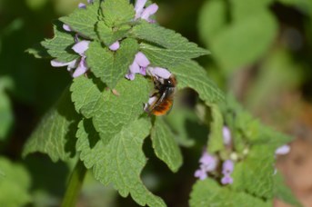 Osmia cornuta maschio su Lamium purpureum