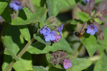 Osmia cornuta maschio su Pulmonaria sp.