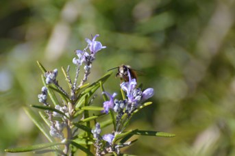 Osmia cornuta maschio su Rosmarinus officinalis