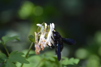Xylocopa sp. femmina su Corydalis sp.