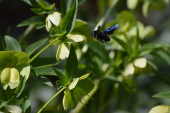 Xylocopa violacea femmina su Helleborus viridis