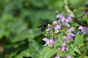 Xylocopa violacea maschio su Lamium maculatum