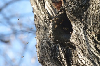 Apis mellifera, alveare selvatico
