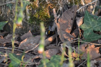 Bombus terrestris regina che cerca nido nel terreno