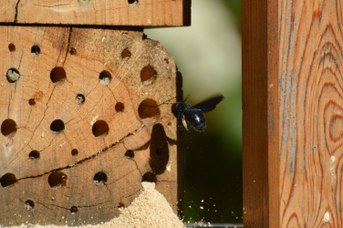 Xylocopa sp. in volo su bee hotel