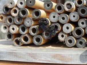 Xylocopa sp. maschi nelle canne di un bee hotel