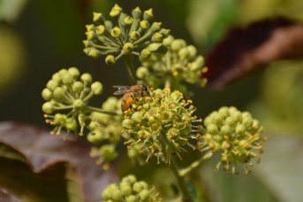 Apis mellifera su Hedera helix