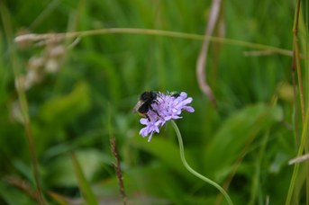 Bombus lapidarius maschio su Scabiosa sp.