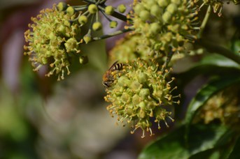 Colletes hederae su Hedera helix