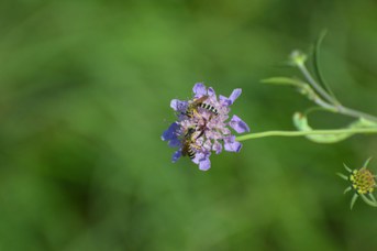 Halictus scabiosae maschio su Scabiosa sp.