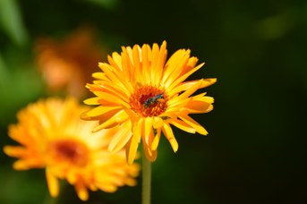 Heriades sp. femmina su Calendula officinalis
