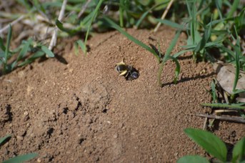 Lasioglossum sp. nel nido