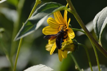 Xylocopa violacea maschio su Helianthus tuberosus