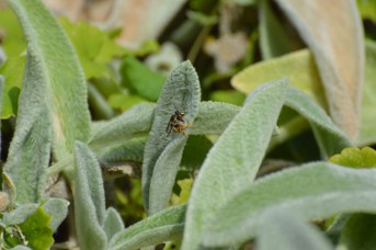 Anthidium manicatum femmina che raccoglie lanugine su Stachys bizantina
