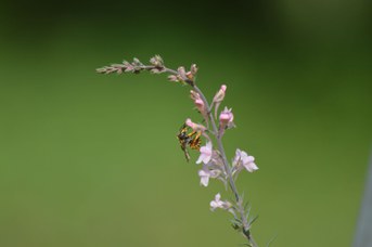 Anthidium manicatum femmina su Linaria purpurea