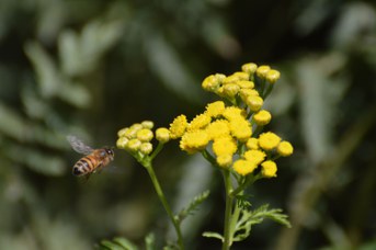Apis mellifera su Tanacetum vulgare