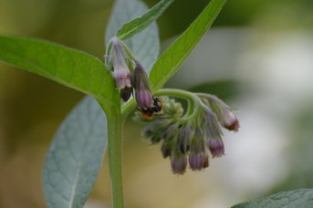 Bombus pascuorum operaia con polline su Symphitum sp.