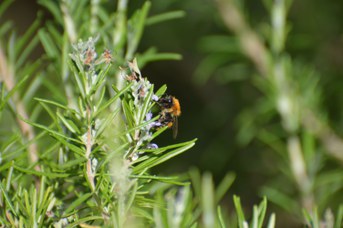 Bombus pascuorum operaia su Rosmarinus officinale