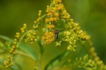 Coelioxys echinata femmina su Solidago gigantea