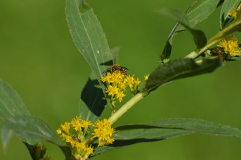 Colletes hederae maschio su Solidago gigantea