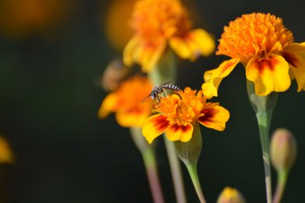 Halictus simplex maschio su Tagetes patula