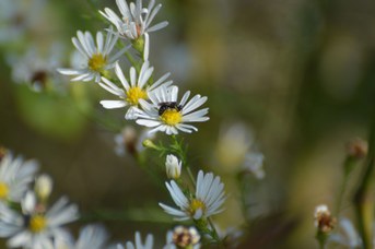 Hylaeus sp. femmina su Symphyotrichum sp.