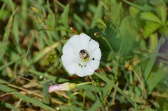 Lasioglossum malachurum su Convolvulus sp.