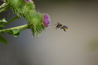 Megachile centuncularis femmina su Arctium lappa