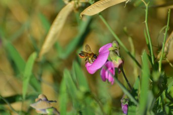 Megachile maritima femmina su Lathyrus latifolius