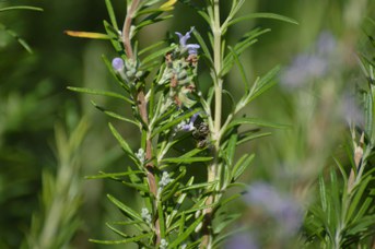 Megachile pilidens femmina su Rosmarinus officinalis