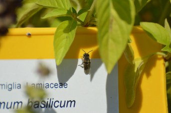 Megachile pilidens maschio posato vicino a Ocimum basilicum