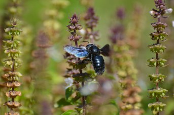 Xylocopa sp. femmina coperta di polline su Ocimum basilicum