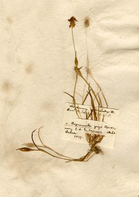 Alopecurus utriculatus