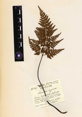 Asplenium cuneifolium