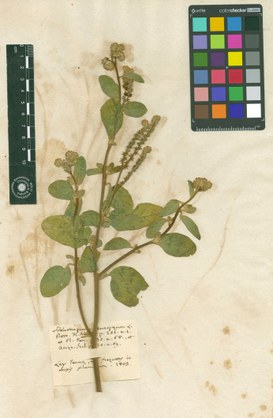 Heliotropium europaeum