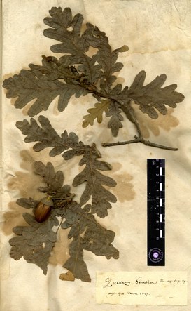 Quercus brutia