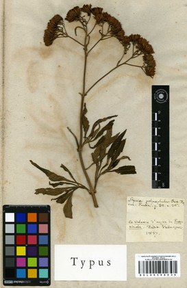 Hortus Siccus Exoticus, campione Tipo di Stevia polycephala appartenente alla collezione Florula Guatimalensis