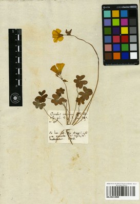 Hortus Siccus Exoticus, campione di Oxalis cernua 