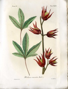 Florula guatimalensis, tavola di Hibiscus cruentus