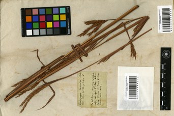 Hortus Siccus Exoticus, campione di Andropogon ternarium proveniente dall’Alabama