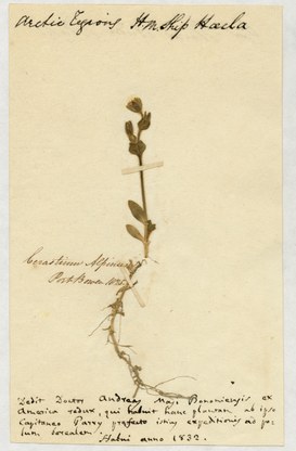 Hortus Siccus Exoticus, campione di Cerastium alpinum raccolto dal Capitano W. Parry durante la spedizione al Polo Nord con la nave HM Ship Tecla nel 1820, ricevuto nel 1832.